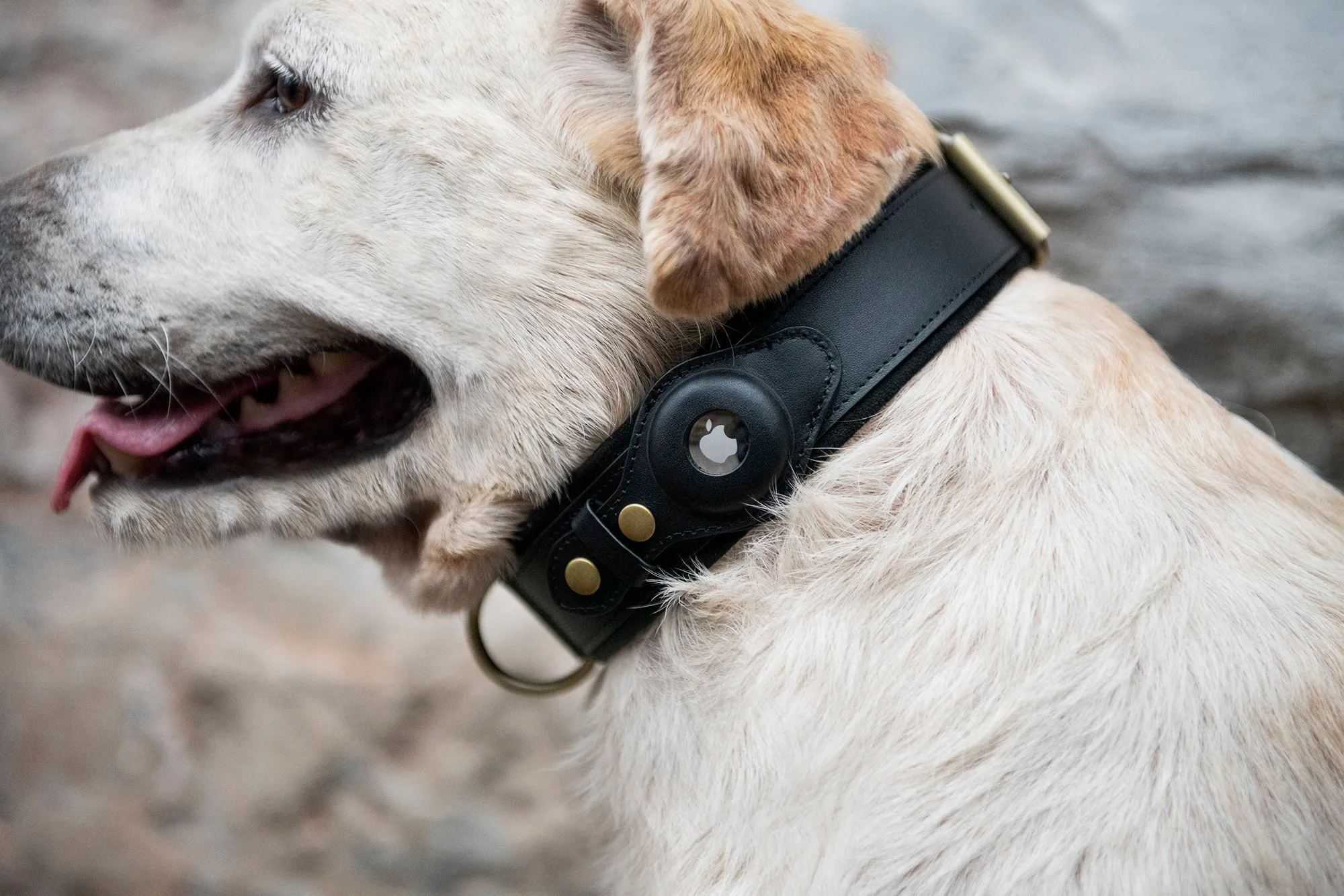 Nine Twenty Eight™ Small AirTag Dog Collar