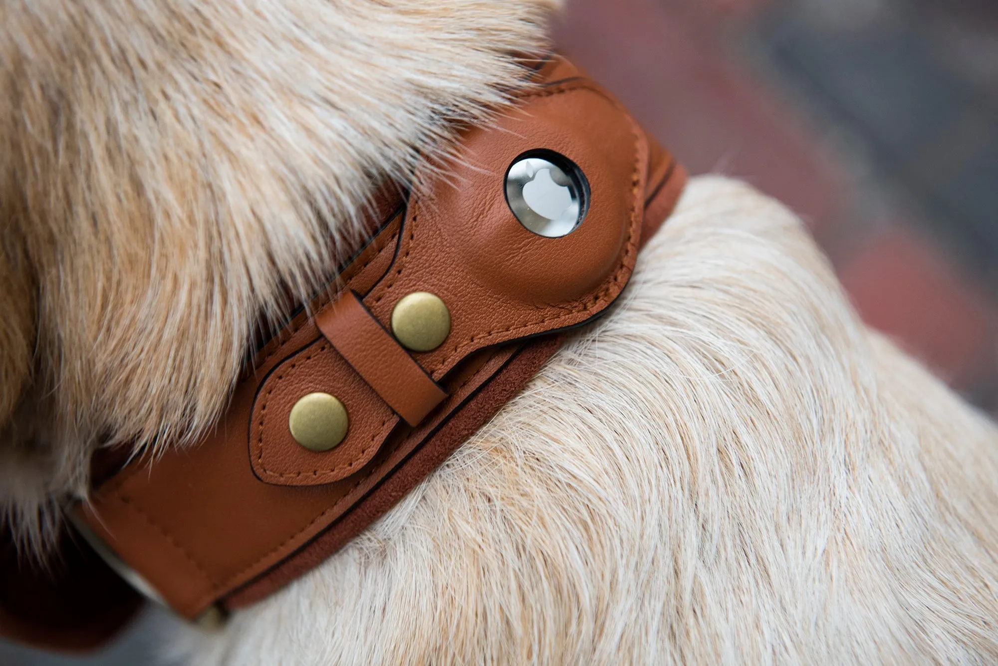 Nine Twenty Eight™ Small AirTag Dog Collar