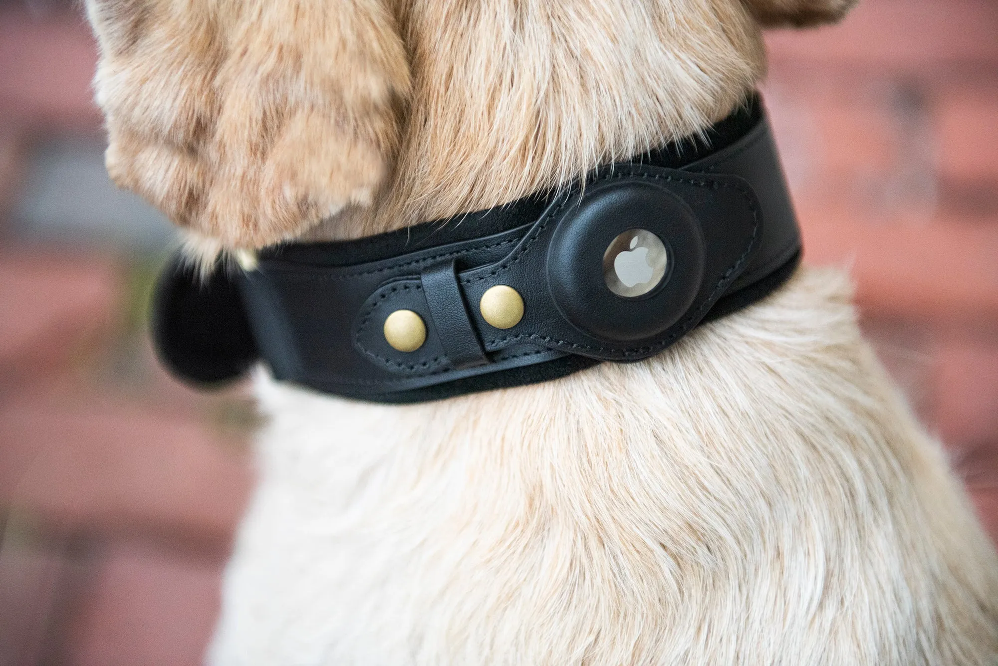 Nine Twenty Eight™ Small AirTag Dog Collar