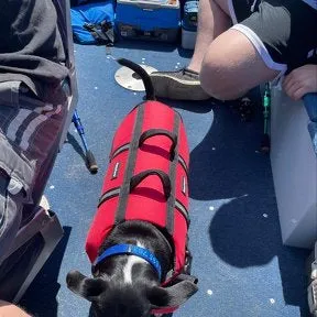 Zippy Paws Adventure Life Jacket - Red